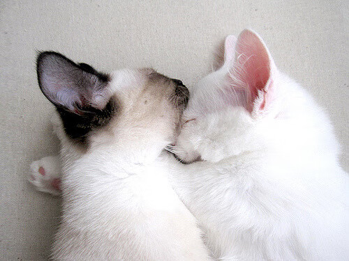 “青少年足球科技创新成果展,开启未来足球新篇章”,青少年足球改革