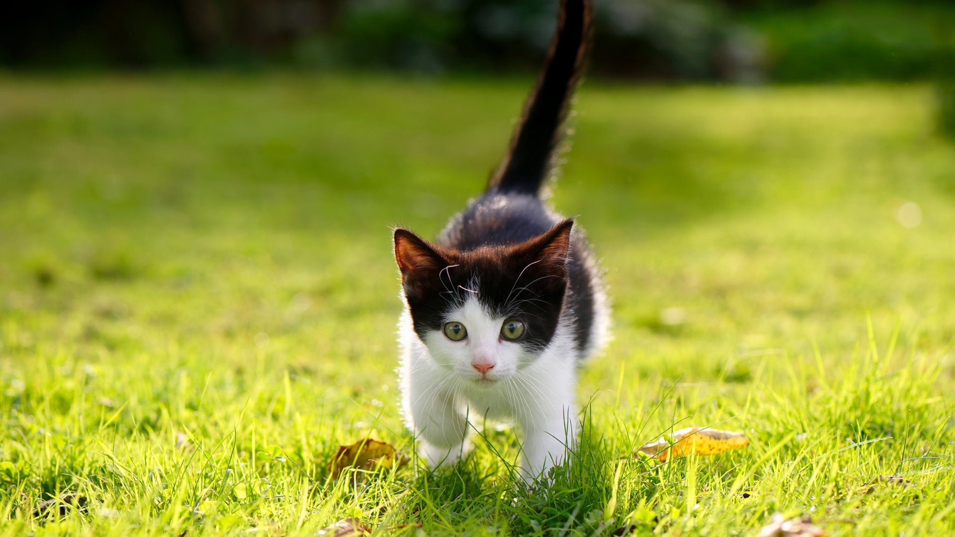 “青少年足球科技创新成果展,开启未来足球新篇章”,青少年足球改革