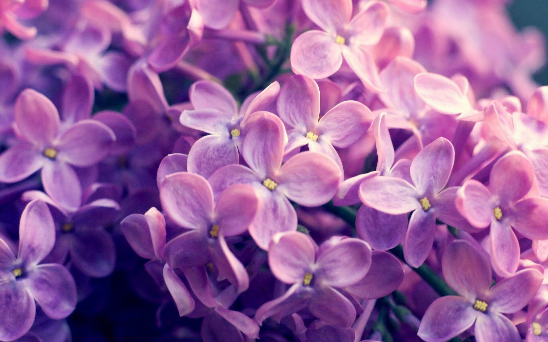 开云真人娱乐官网-巴西马术队在巴黎奥运会三项赛团体决赛中获得银牌，展现出色表现。