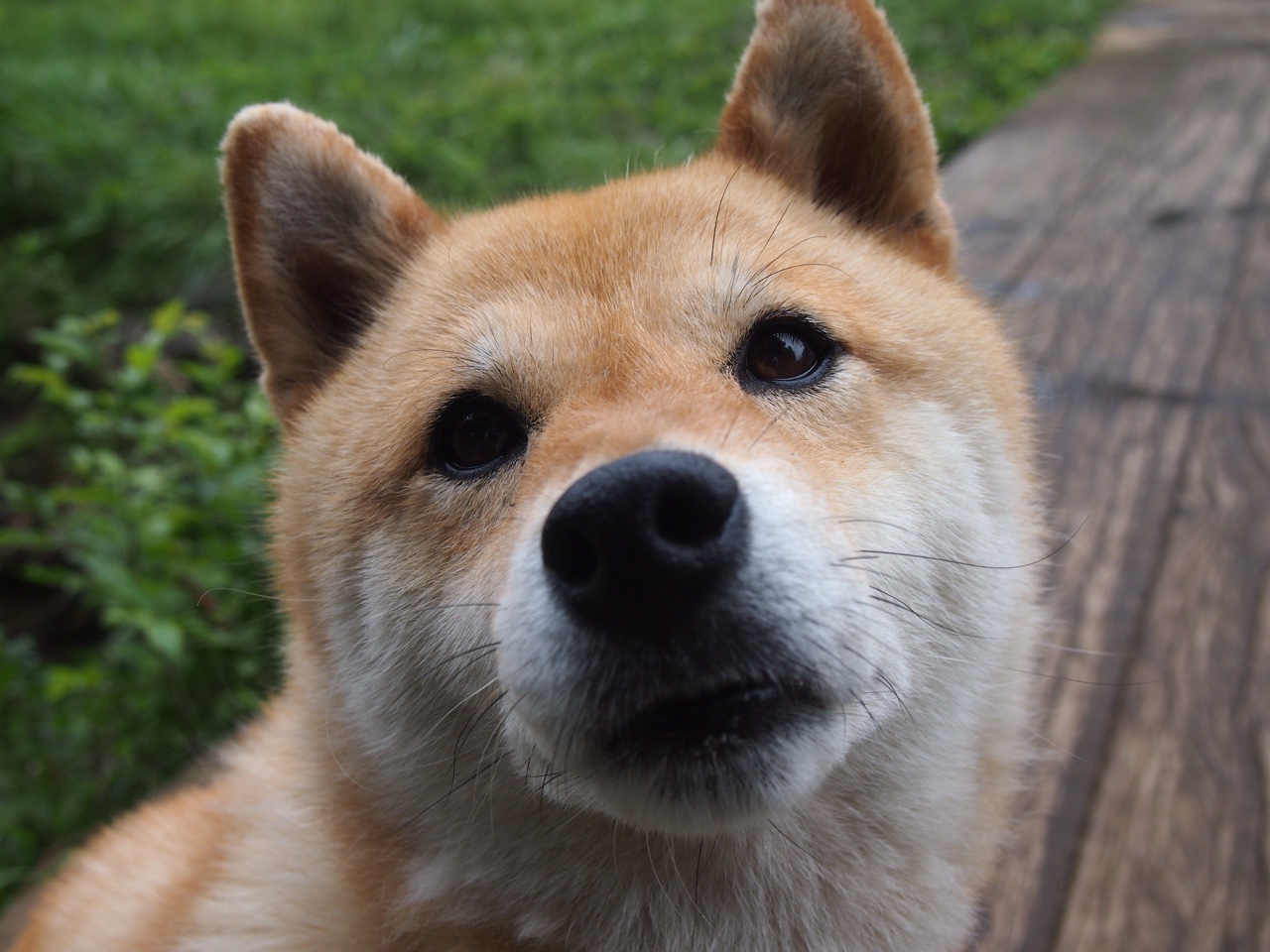 巴西马术队在巴黎奥运会三项赛团体决赛中获得银牌，展现出色表现。